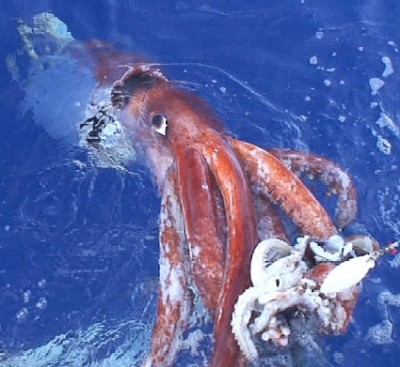 Giant Squid at the surface