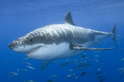 Great White Shark