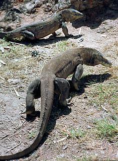 Komodo Dragon