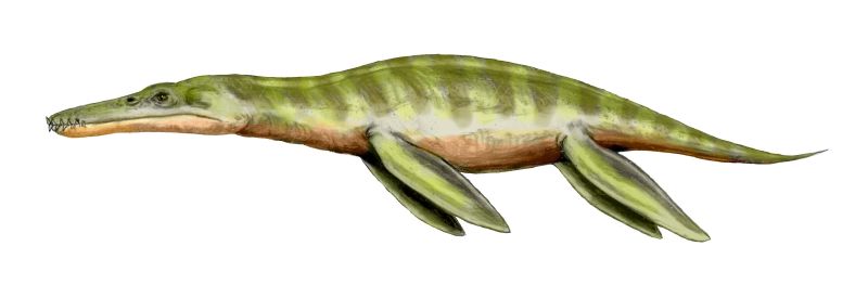 Liopleurodon