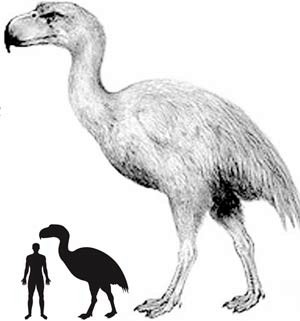 Phorusrhacids