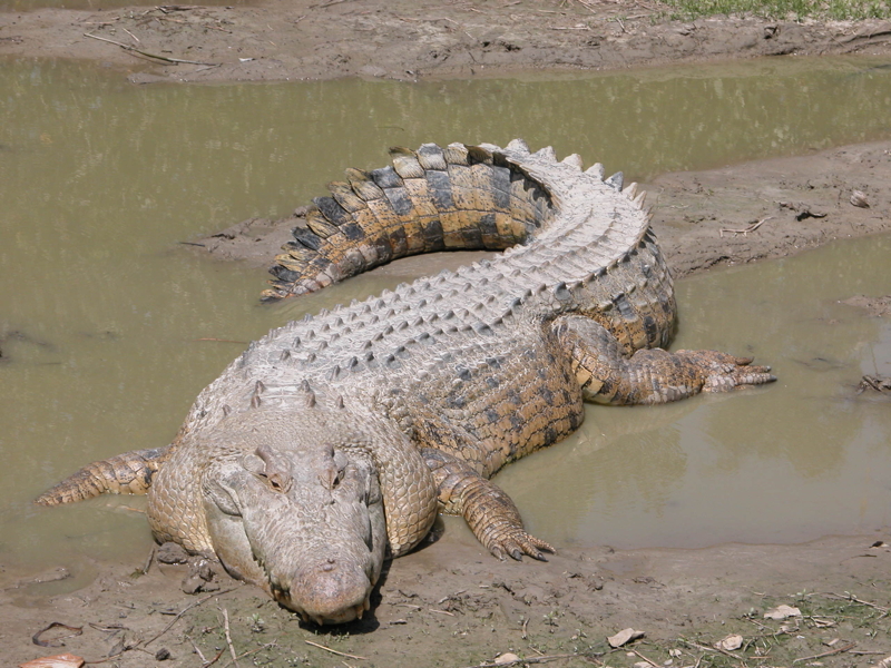 A Saltwater Crocodile basks in the sun
