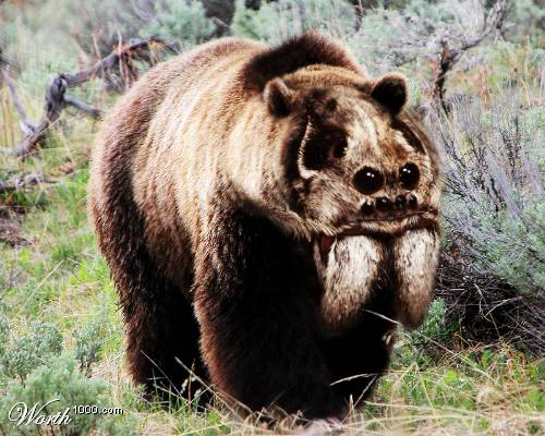 Spider-Bear